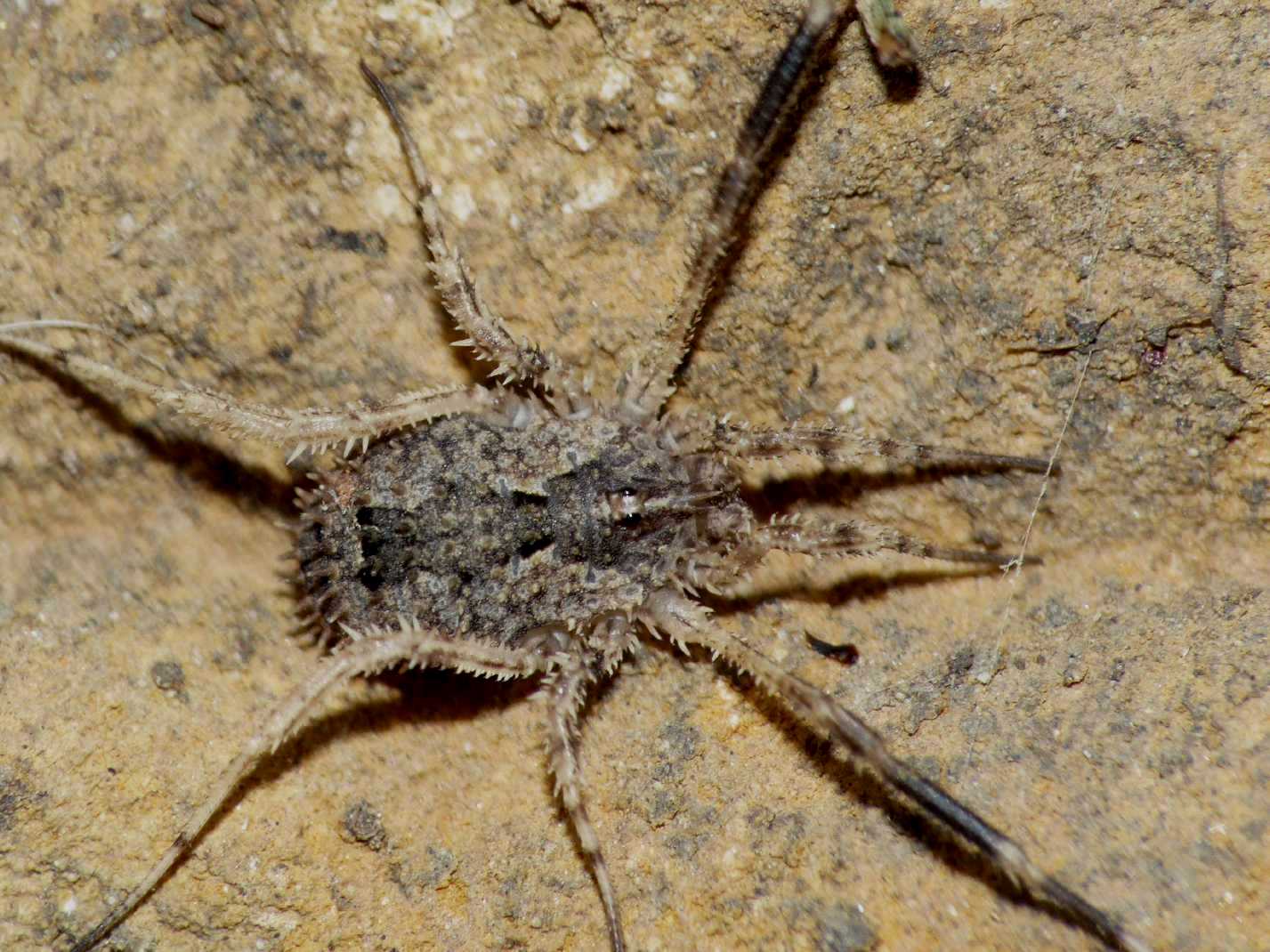 Opilione spinoso: Lacinius horridus